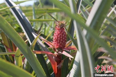 餐桌 植物|从实验田到餐桌：“中国红”红皮菠萝上市在即